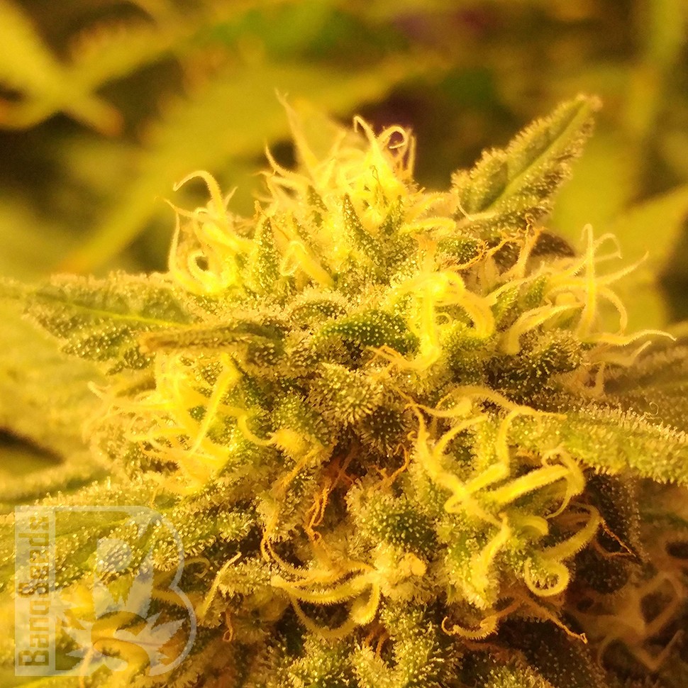 заказать семена конопли наложенным платежом Afghan feminised заказать семена конопли наложенным платежом Afghan feminised