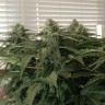 где заказать семена конопли Afghan feminised где заказать семена конопли Afghan feminised