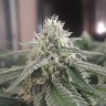 где можно заказать семена конопли Afghan feminised где можно заказать семена конопли Afghan feminised
