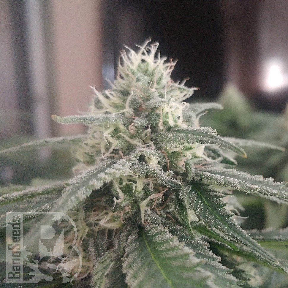 где можно заказать семена конопли Afghan feminised где можно заказать семена конопли Afghan feminised