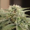 купить семена конопли Afghan feminised купить семена конопли Afghan feminised