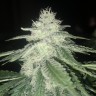 купить семена конопли в Украине Afghan feminised купить семена конопли в Украине Afghan feminised