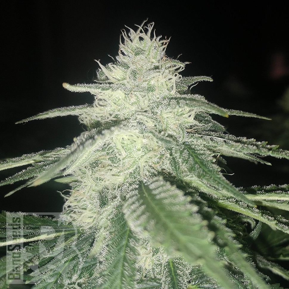 купить семена конопли в Украине Afghan feminised купить семена конопли в Украине Afghan feminised