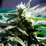 Critical feminised Ganja Seeds Critical feminised Ganja Seeds