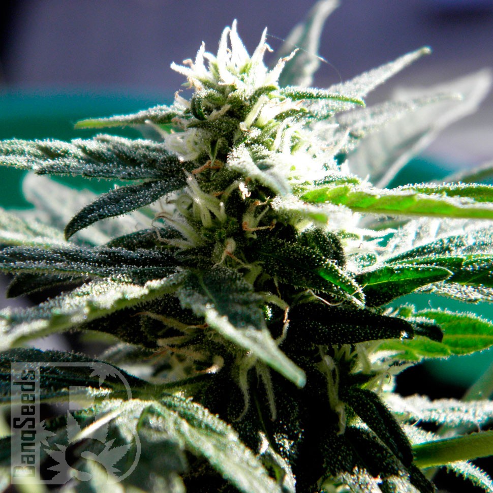 Critical feminised Ganja Seeds Critical feminised Ganja Seeds