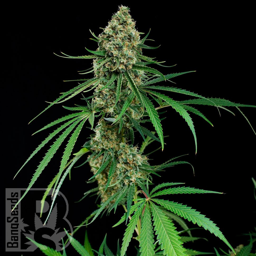 Critical feminised Ganja Seeds Critical feminised Ganja Seeds