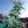 Critical feminised Ganja Seeds Critical feminised Ganja Seeds