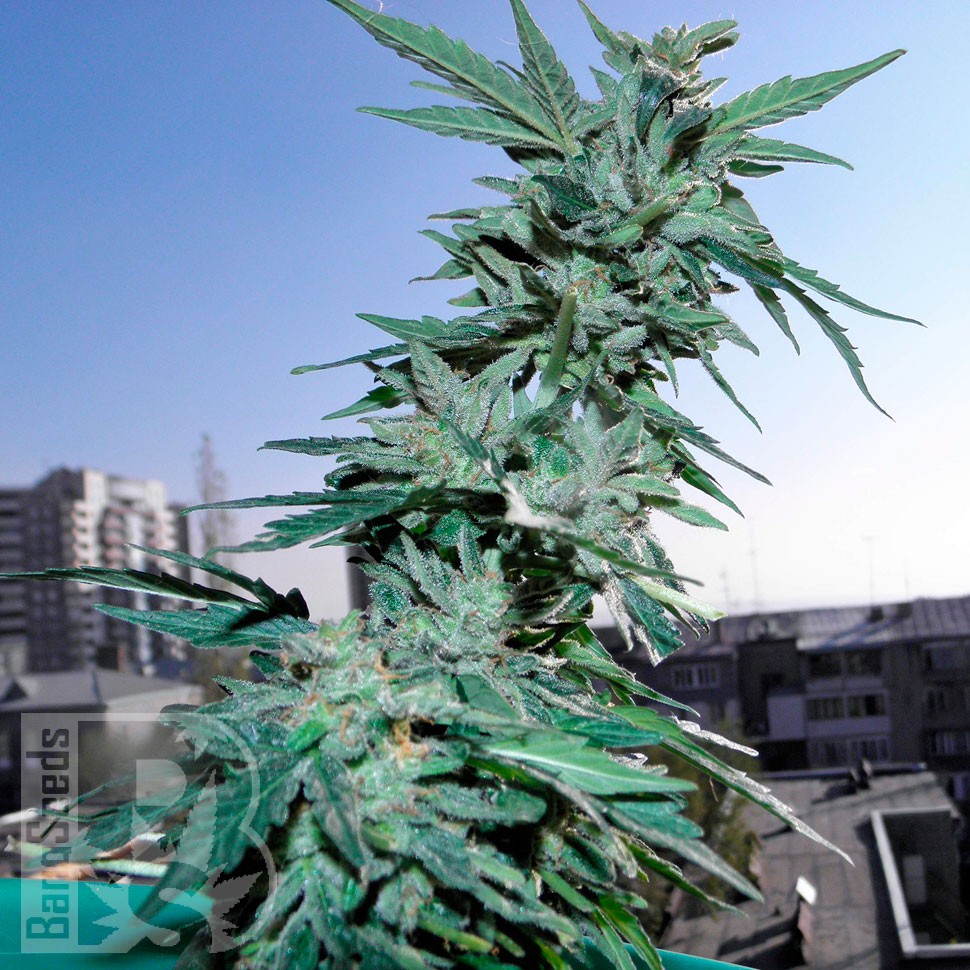 Critical feminised Ganja Seeds Critical feminised Ganja Seeds