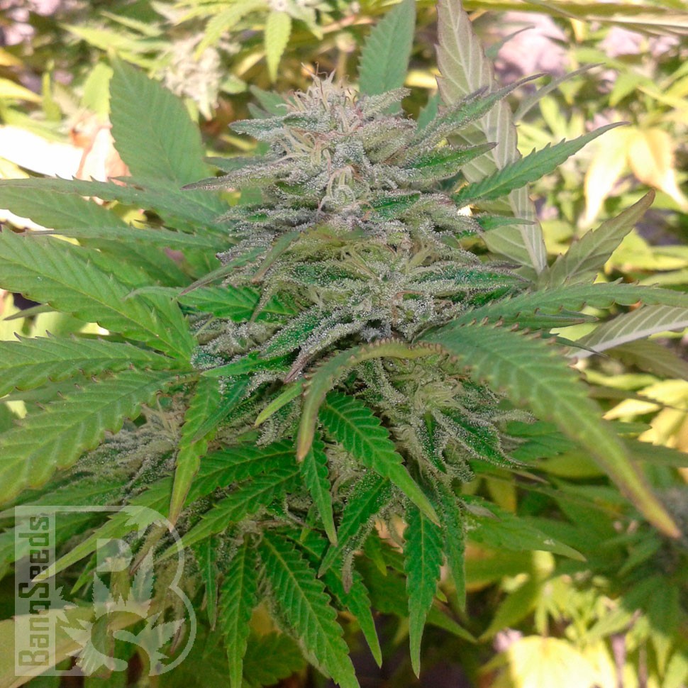 Critical feminised Ganja Seeds Critical feminised Ganja Seeds