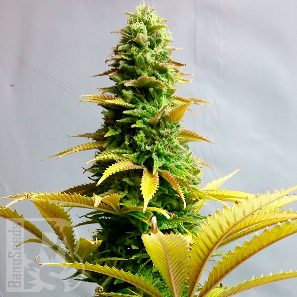 Critical feminised Ganja Seeds Critical feminised Ganja Seeds