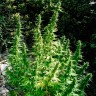 Critical feminised Ganja Seeds Critical feminised Ganja Seeds