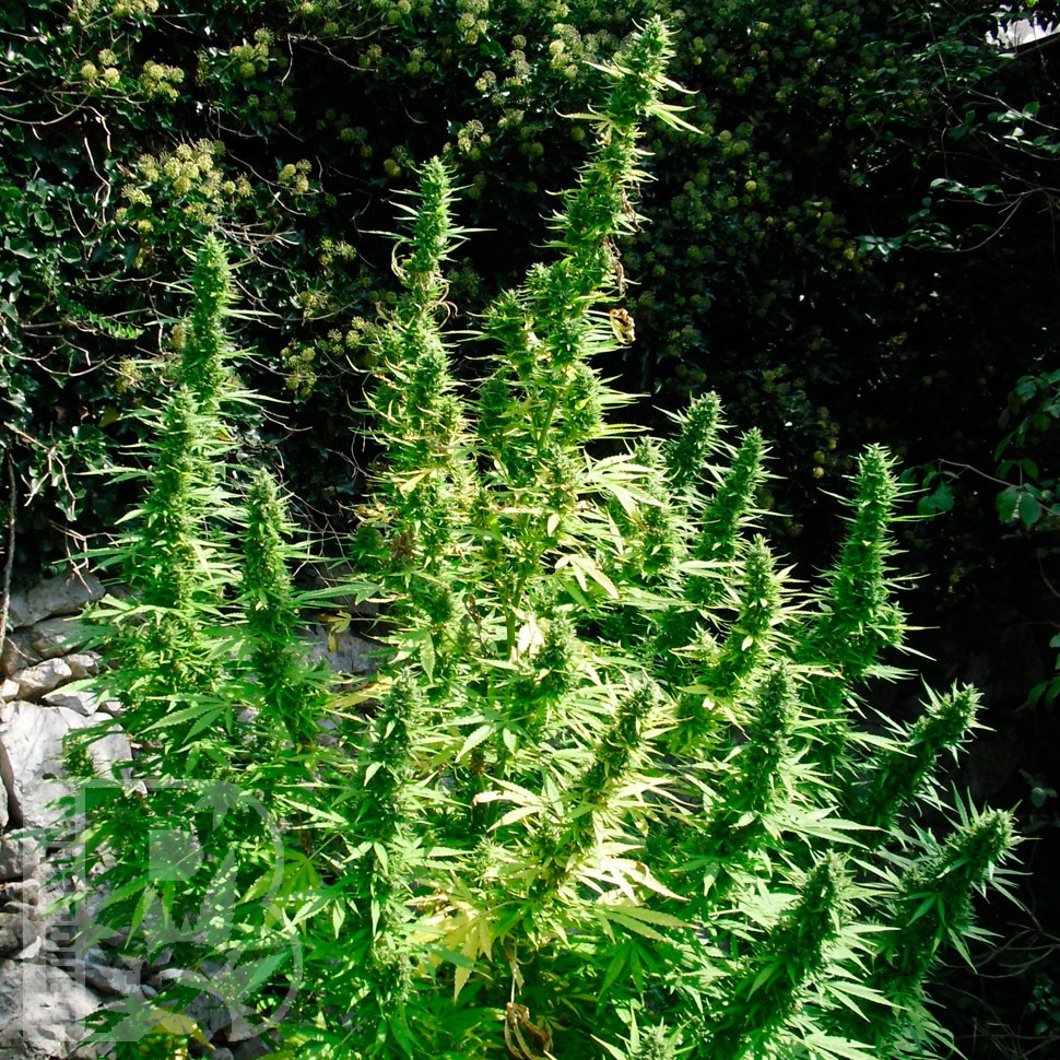 Critical feminised Ganja Seeds Critical feminised Ganja Seeds