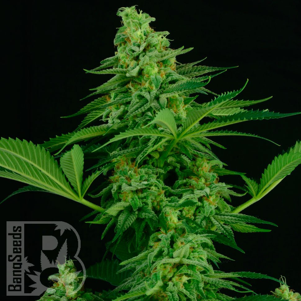 Critical feminised Ganja Seeds Critical feminised Ganja Seeds