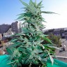 Critical feminised Ganja Seeds Critical feminised Ganja Seeds