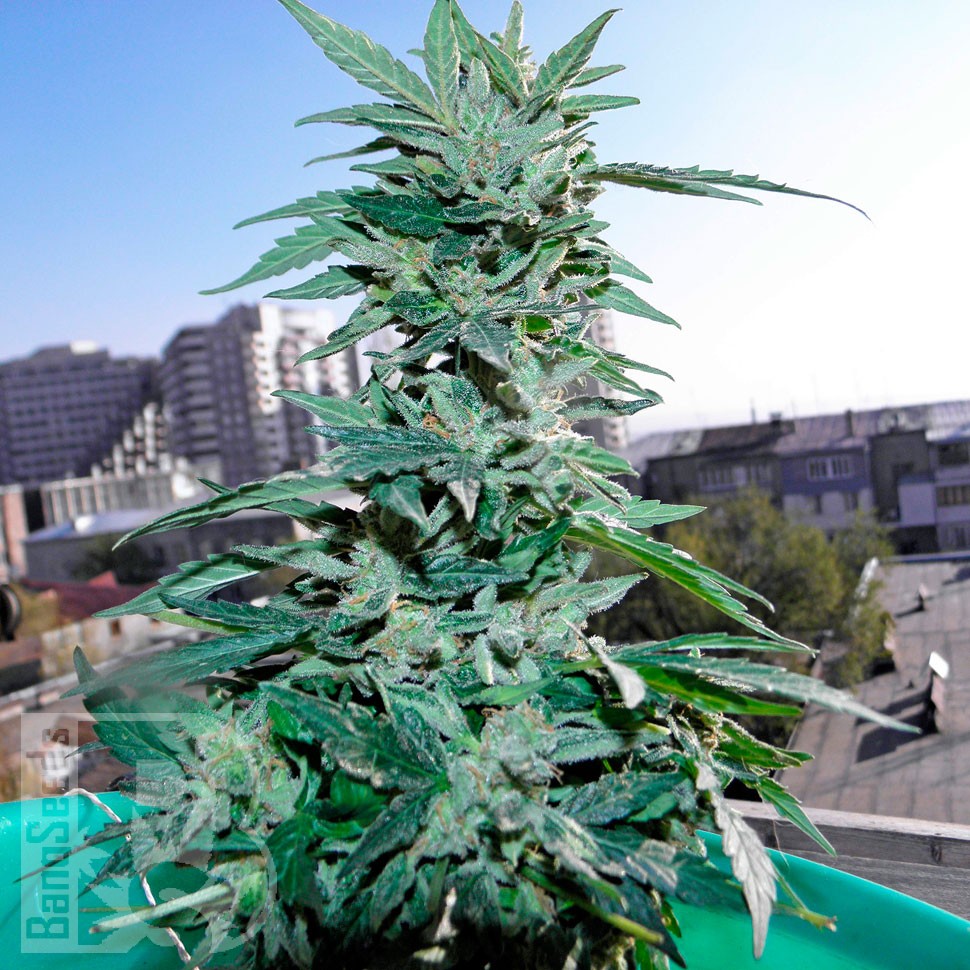 Critical feminised Ganja Seeds Critical feminised Ganja Seeds