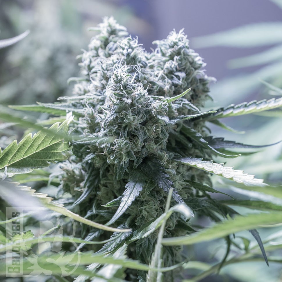 Critical feminised Ganja Seeds Critical feminised Ganja Seeds