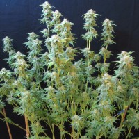 White Gum feminised Ganja Seeds