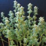 Семена марихуаны White Gum feminised Ganja Seeds Семена марихуаны White Gum feminised Ganja Seeds