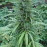 Семена марихуаны  White Gum feminised Ganja Seeds