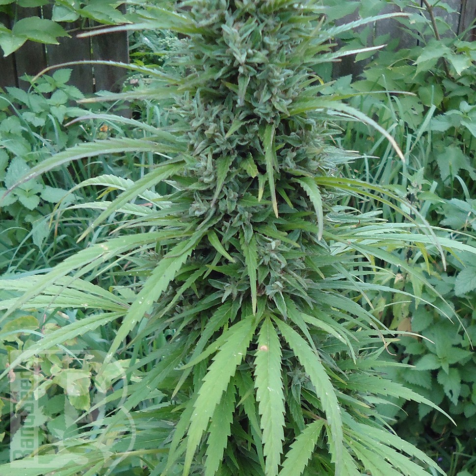 Семена марихуаны  White Gum feminised Ganja Seeds