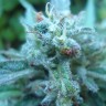 Семена марихуаны  White Gum feminised Ganja Seeds