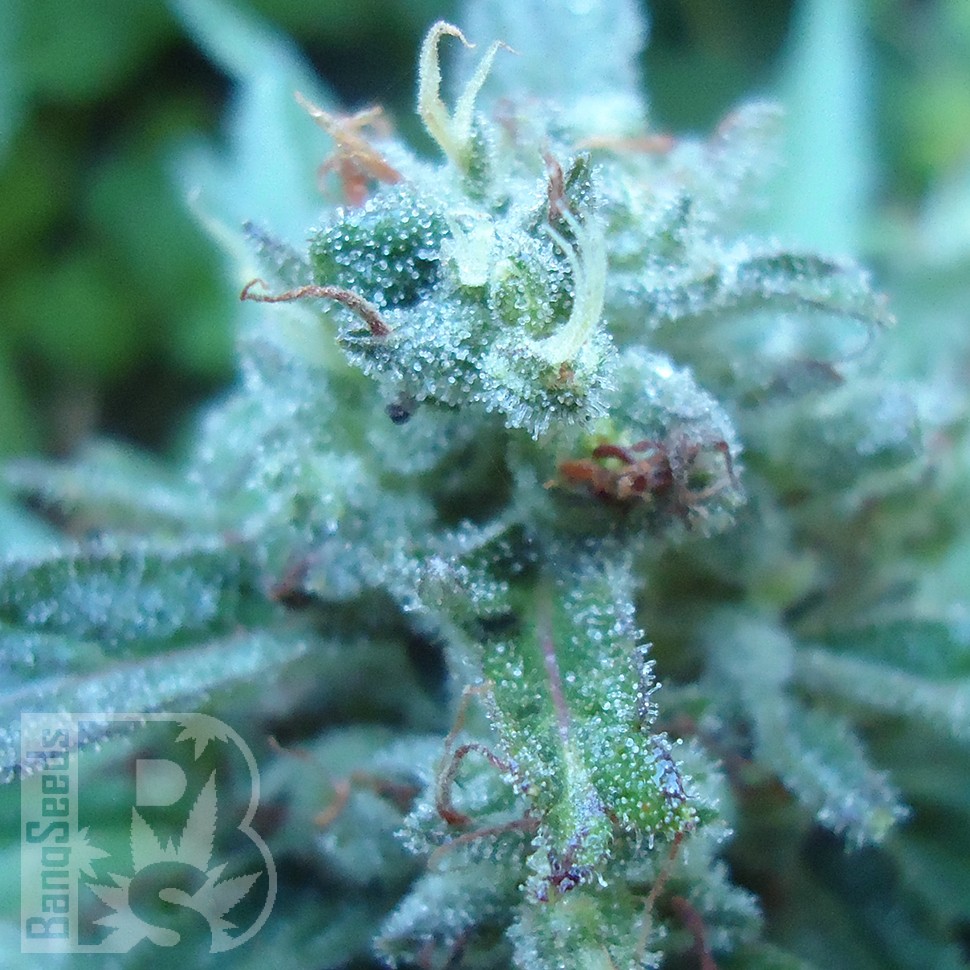 Семена марихуаны  White Gum feminised Ganja Seeds