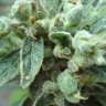 Семена марихуаны  White Gum feminised Ganja Seeds
