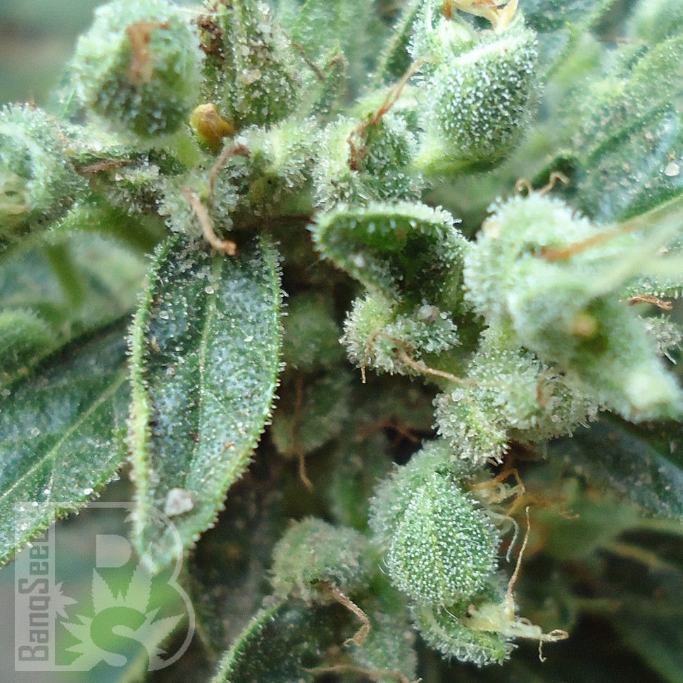 Семена марихуаны  White Gum feminised Ganja Seeds