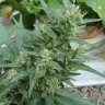 Семена марихуаны  White Gum feminised Ganja Seeds