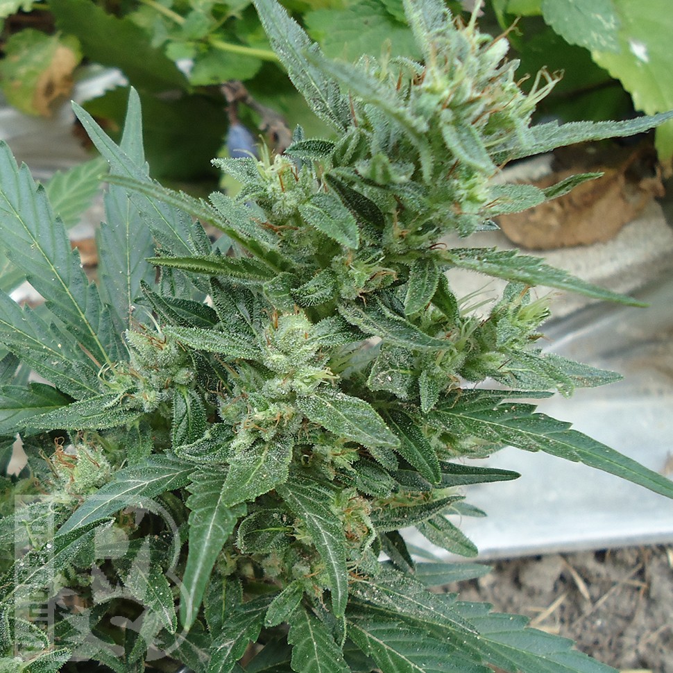 Семена марихуаны  White Gum feminised Ganja Seeds
