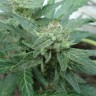 Семена марихуаны  White Gum feminised Ganja Seeds