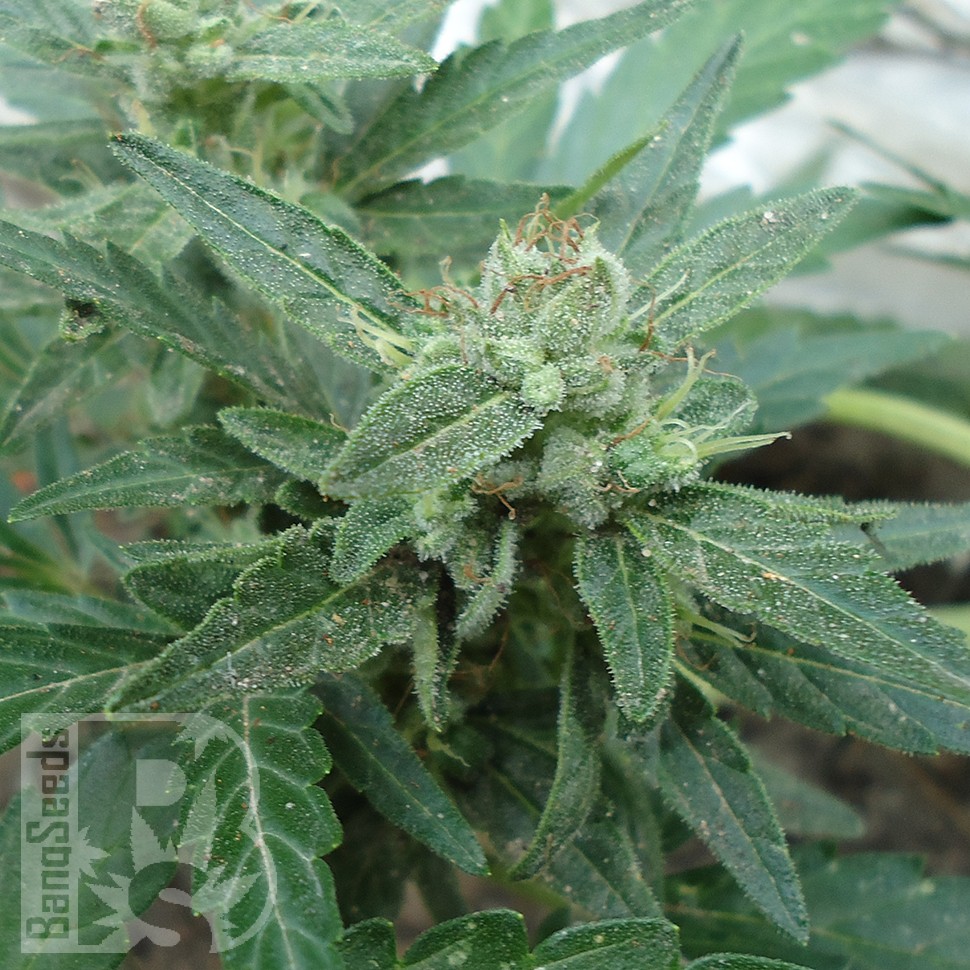 Семена марихуаны  White Gum feminised Ganja Seeds