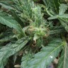 Семена марихуаны  White Gum feminised Ganja Seeds