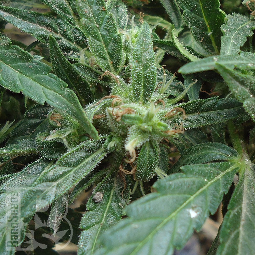 Семена марихуаны  White Gum feminised Ganja Seeds