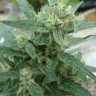 Семена марихуаны  White Gum feminised Ganja Seeds
