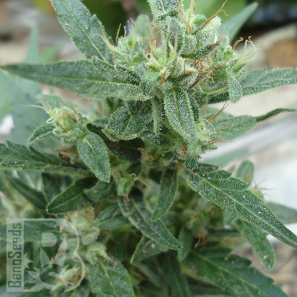 Семена марихуаны  White Gum feminised Ganja Seeds