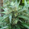 Семена марихуаны  White Gum feminised Ganja Seeds