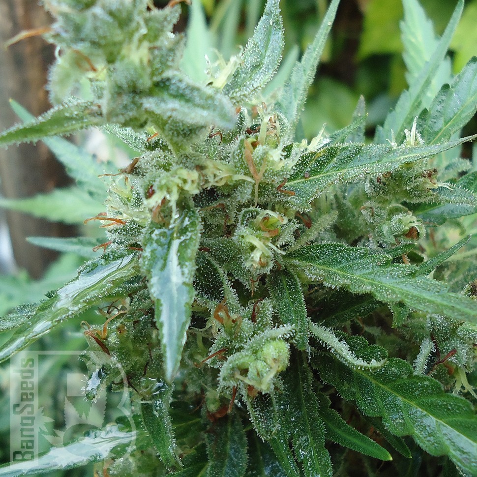 Семена марихуаны  White Gum feminised Ganja Seeds