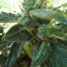 Семена марихуаны  White Gum feminised Ganja Seeds