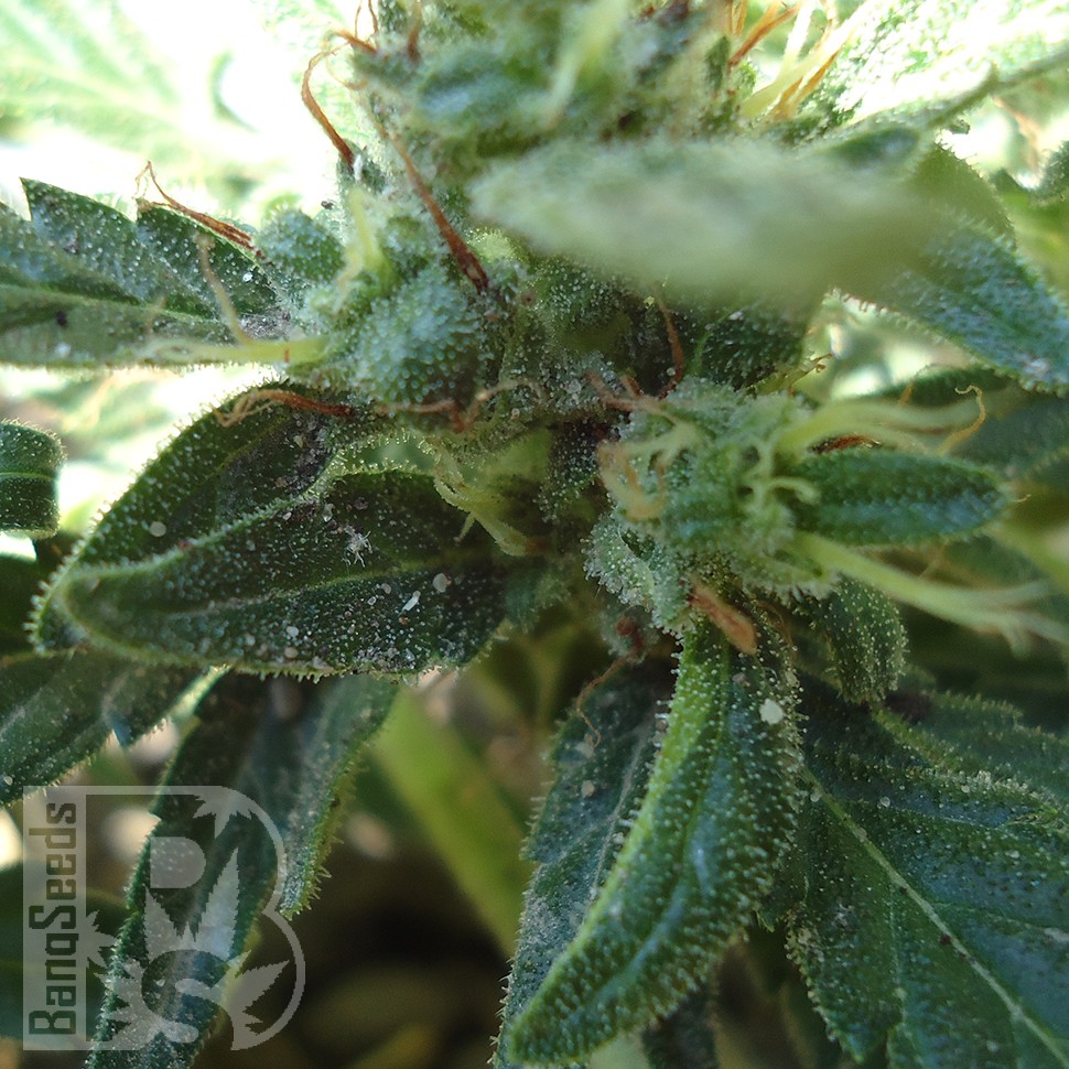 Семена марихуаны  White Gum feminised Ganja Seeds