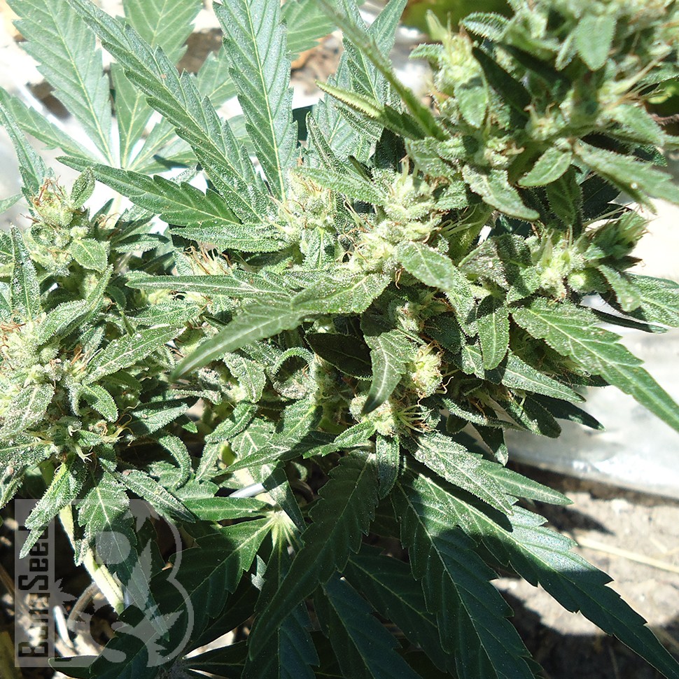Семена марихуаны  White Gum feminised Ganja Seeds