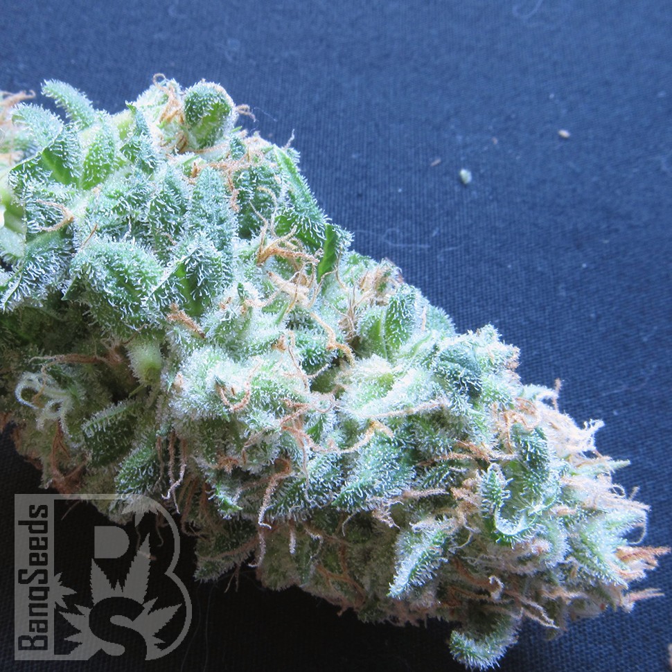 Семена марихуаны White Gum feminised Ganja Seeds Семена марихуаны White Gum feminised Ganja Seeds