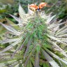 Семена марихуаны White Gum feminised Ganja Seeds Семена марихуаны White Gum feminised Ganja Seeds