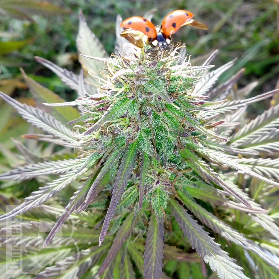 Семена марихуаны White Gum feminised Ganja Seeds Семена марихуаны White Gum feminised Ganja Seeds