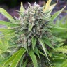Семена марихуаны White Gum feminised Ganja Seeds Семена марихуаны White Gum feminised Ganja Seeds