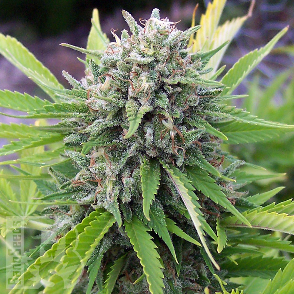 Семена марихуаны White Gum feminised Ganja Seeds Семена марихуаны White Gum feminised Ganja Seeds