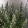 Семена марихуаны  White Gum feminised Ganja Seeds