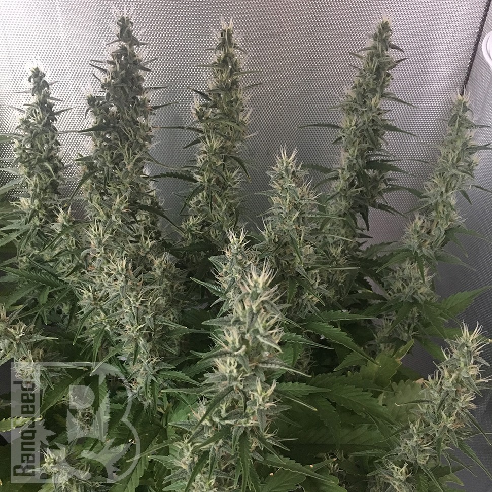 Семена марихуаны  White Gum feminised Ganja Seeds