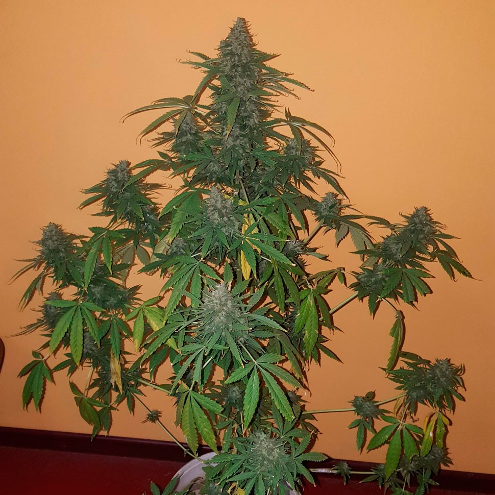 заказать семена конопли Auto Hindu Kush feminised заказать семена конопли Auto Hindu Kush feminised