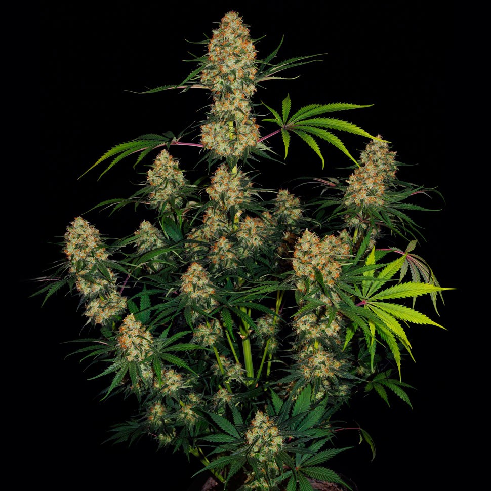 Семена Auto Hindu Kush feminised Ganja Seeds